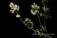 Huitz 0071 Tetrapterys schiedeana Schltdl. y Cham..jpg