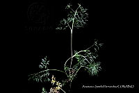 JDA D 00617 Cyclospermum leptophyllum.jpg