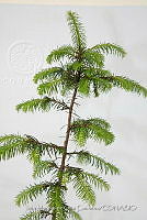 IMDOC 4817 Abies religiosa.jpg