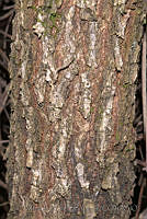MDLLPG0120 Quercus deserticola.jpg