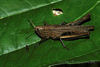 FMB0002 Amblytropidia trinitatis.jpg