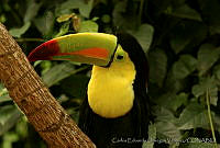 CEOV0199 Ramphastos sulfuratus.jpg