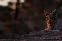 MASM00790 Canis latrans.jpg