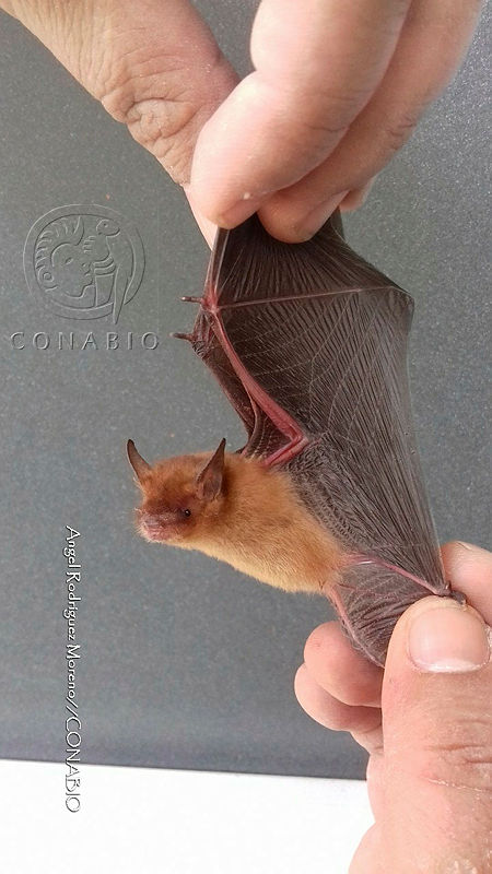 ME008%200233%20Myotis%20carteri.jpg.kCft3rf1MdlNax1jQA3g0JtbmFja29CbnFuZ3NAbXJ6LGtwZwA.QbvFt0qbwP