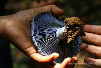 JAM01 Lactarius indigo.jpg
