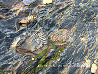 MN6PG0285 Ammonoidea.jpg