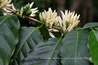 IMDOC3885 Coffea arabica.jpg