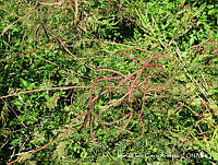MEGA 0349 Desmanthus covillei.JPG