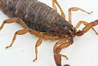 MASM07534 Centruroides noxius.jpg