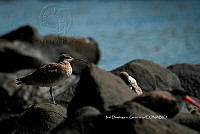 IDG Nat 0022 Numenius phaeopus.jpg