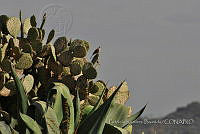 PRB0075 Zenaida macroura.jpg