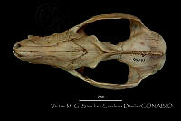 VMS-CD0010 Didelphis virginiana.JPG