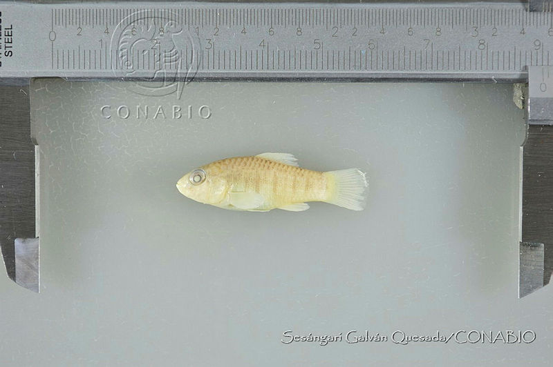 SGQ2451%20Floridichthys%20polyommus.jpg.rSeZlOL1MQmVjQdjQA3g0JtbmFja29CbnFuZ3NAbXJ6LGtwZwA.Z4sKF4QyRZ