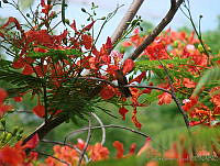 CGL0823 Delonix regia.jpg