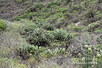 ORGR0324 Myrtillocactus geometrizans.jpg