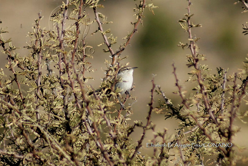Thryomanes bewickii