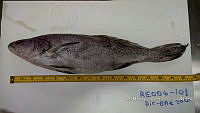 RE006 0034 Totoaba.tif