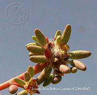 JJBC0423 Portulaca pilosa.JPG