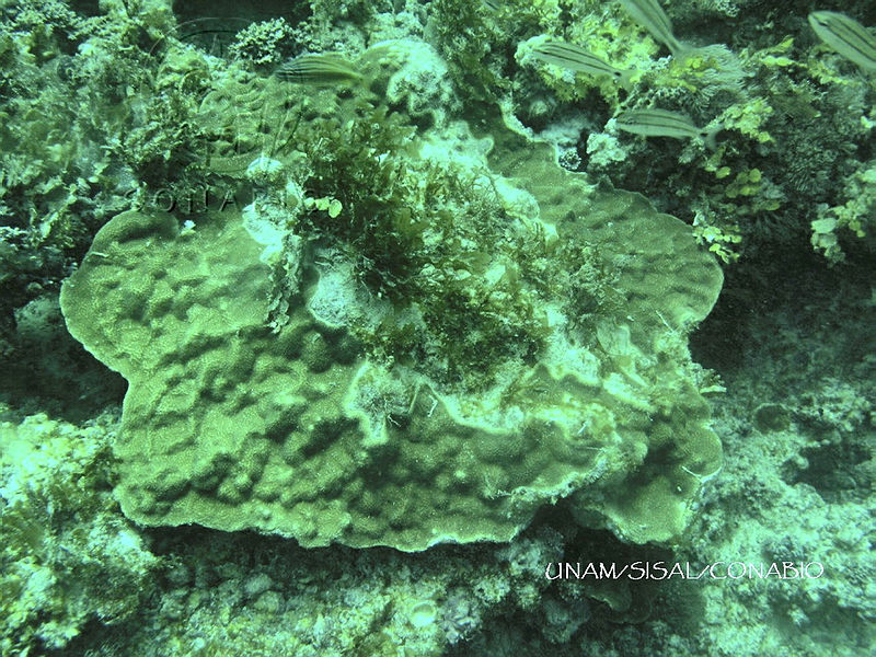 NE018%200110%20Porites%20astreoides.jpg.jSetkY70MaHX9dNjQA3g0JtbmFja29CbnFuZ3NAbXJ6LGtwZwA.y5DsqMVkt3