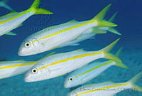 CCK0299 Mulloidichthys dentatus.jpg