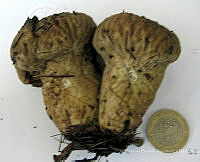 CBA0182 Lycoperdon perlatum.JPG