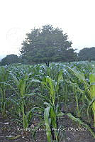 SG019 0276 Manguifera indica, Zea mays.jpg
