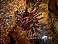 NBA0059 Eucidaris thouarsii.JPG