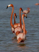 JHC0165 Phoenicopterus ruber.jpg