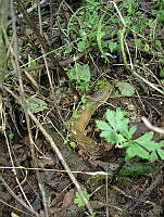CGL0289 Barisia imbricata.jpg