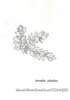 MARL0045 Anomodon viticulosus.jpg