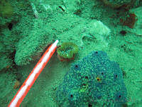 HPE107 Colpophyllia sp..jpg