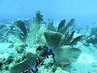 NE018 0335 Gorgonia ventalina.jpg