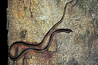 VHL0136 Coniophanes schmidti.jpg