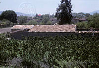 EHX0424 Opuntia sp..JPG