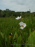 JVB0071 Sagittaria lancifolia.jpg