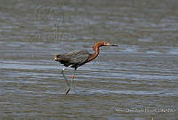 VOAP0099 Egretta rufescens.jpg