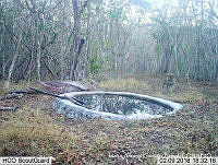 MAGB 0204 Panthera onca.JPG