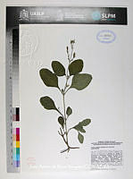 JAdNV0566 Ruellia nudiflora.JPG