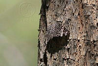 EPR01 Hamadryas sp..jpg