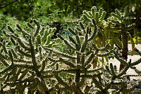 3R 00854 Cylindropuntia fulgida.tif
