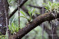 ZAPF0302 Oncidium sp..jpg