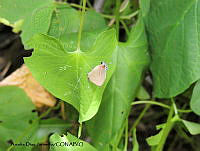 ADJ0299 Calycopis isobeon.jpg