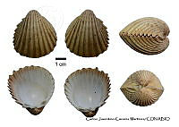 KT014 0389 Trachycardium  procerum.JPG