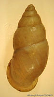 MRyRR0009 Bulimulus dentifer.jpg