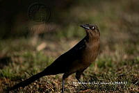 IMDOC3845 Quiscalus mexicanus.jpg