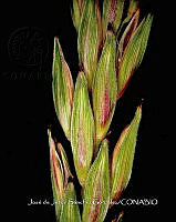 Teocintle 241 Zea perennis.jpg