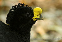 MASM04997 Crax rubra.jpg