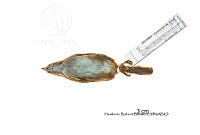 ME006 Aves 0682 Arremonops rufivirgatus.jpg