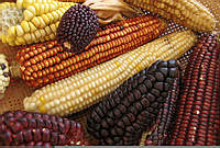 Zea mays (55).JPG