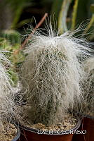 3R 01347 Echinocereus longisetus subsp. delaetii.jpg